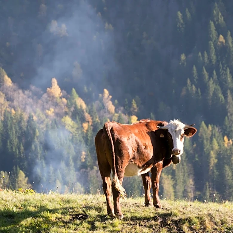 Livestock Industry Accused of Downplaying Climate Impact