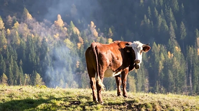 Livestock Industry Accused of Downplaying Climate Impact