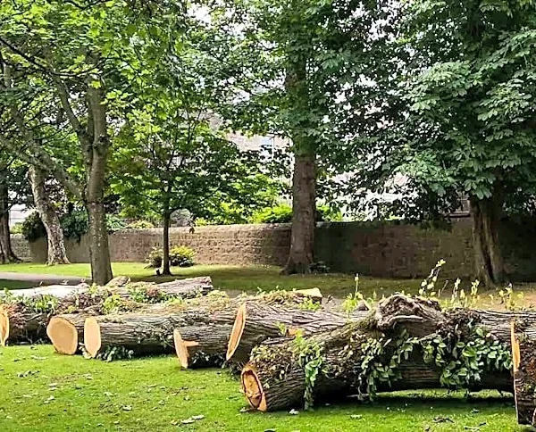 Severe Microburst Storms Cause Damage in Philadelphia