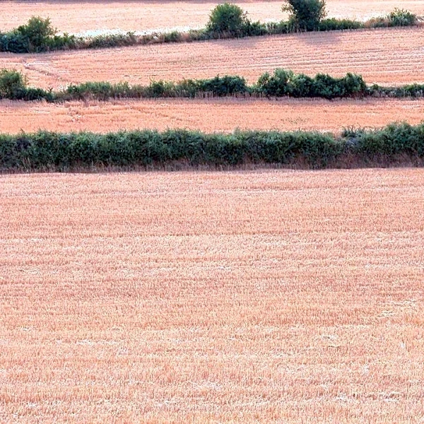 USDA Declares 15 Counties Disaster Areas Due to Drought