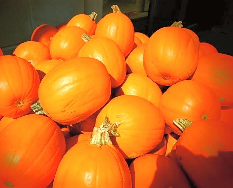 Halloween Pumpkins Face a Price Shock From Extreme Heat