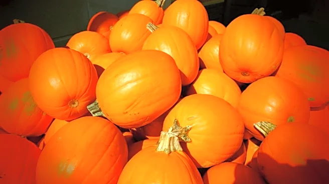 Halloween Pumpkins Face a Price Shock From Extreme Heat