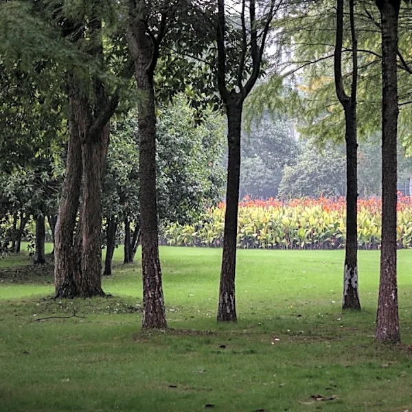 Essential Fall Lawn Care Tips for a Healthy Texas Yard