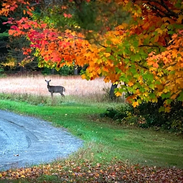 How to Stay Safe While Driving During Deer Season