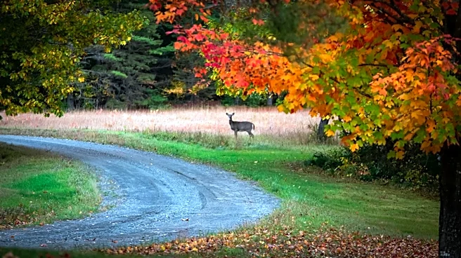 How to Stay Safe While Driving During Deer Season