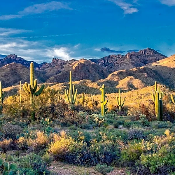 Arizona UV Index Peaks at 7.9 in Naco Today