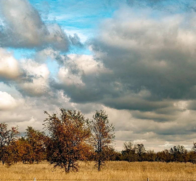 Prepare Peninsula Trees for Storm Season in October