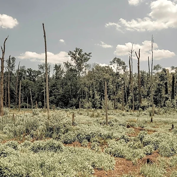 Persistent Drought Grips North Carolina