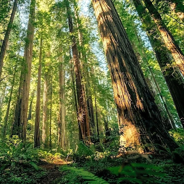California's Iconic Redwood Trees Threatened by Rising Temperatures