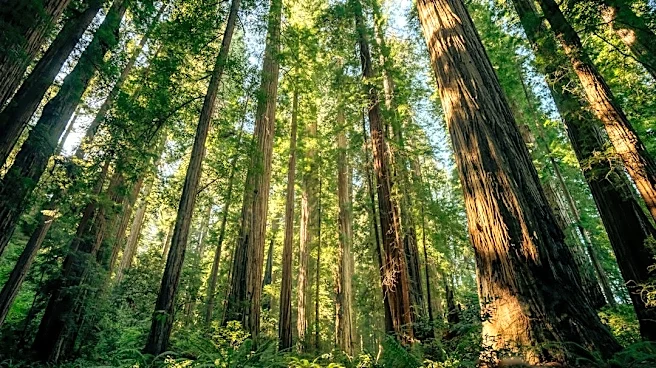California's Iconic Redwood Trees Threatened by Rising Temperatures