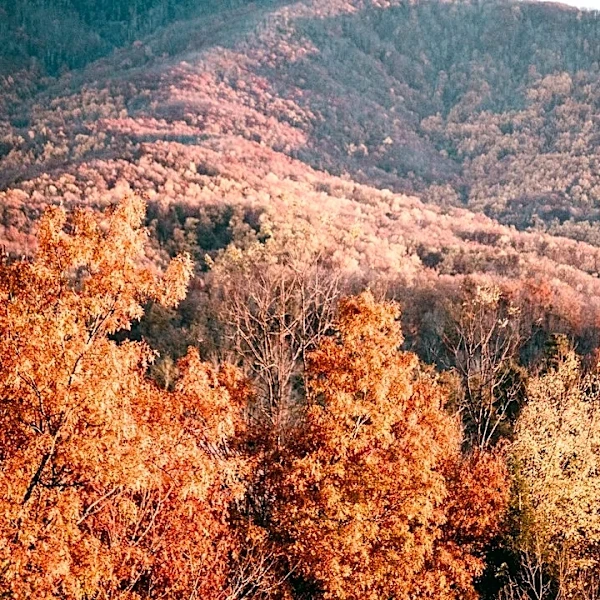 El Niño Brings Optimism for Vibrant Fall Foliage in 2026