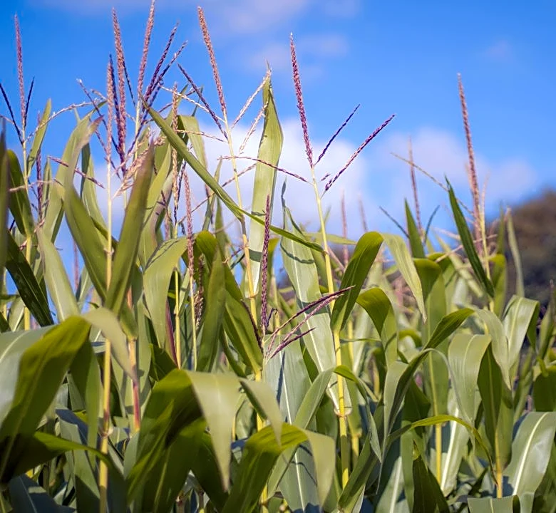 How Weather Impacts Your Corn Maze Experience