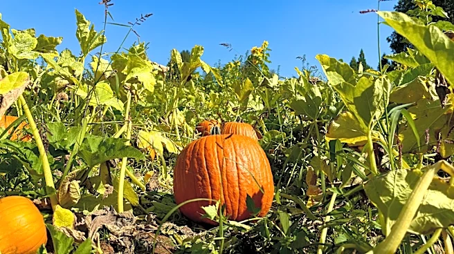 How to Enjoy Fall Activities During Unseasonably Warm Weather