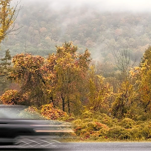 How Wet Leaves Can Create Dangerous Driving Conditions