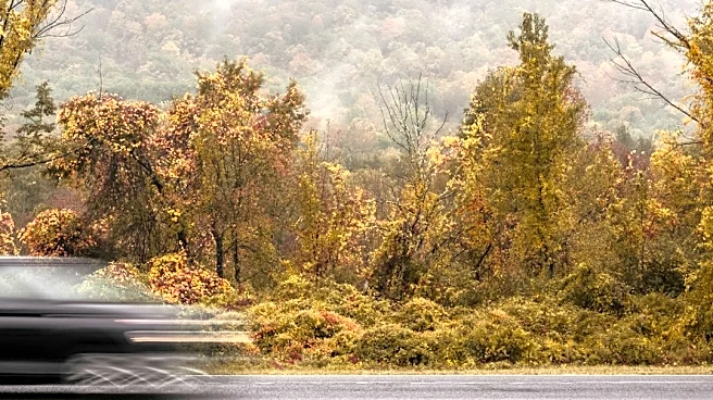 How Wet Leaves Can Create Dangerous Driving Conditions