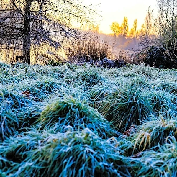 How to Protect Your Plants During Frost and Freeze Warnings