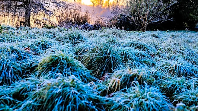 How to Protect Your Plants During Frost and Freeze Warnings