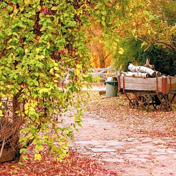 How to Prepare Your Yard for Winter: A Seasonal Cleanup Guide