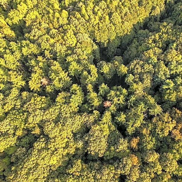 More Tree Diversity, Stronger Forests? A Study Offers Clues