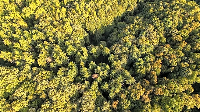 More Tree Diversity, Stronger Forests? A Study Offers Clues