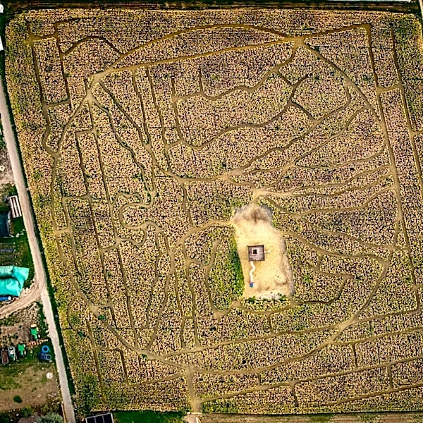 How Weather Impacts Your Corn Maze Adventure