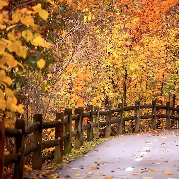 6 Scenic Hikes Near DC to Enjoy Stunning Fall Foliage