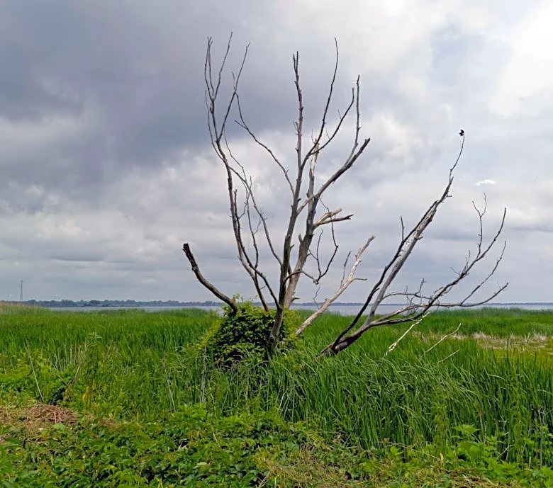 Tornado Confirmed in Columbus County, NC
