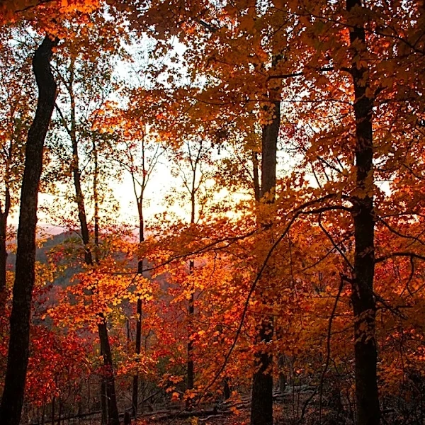 What Factors Influence When Leaves Change Color?