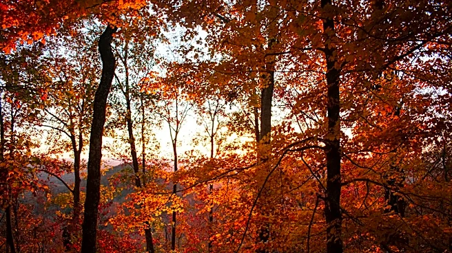 What Factors Influence When Leaves Change Color?