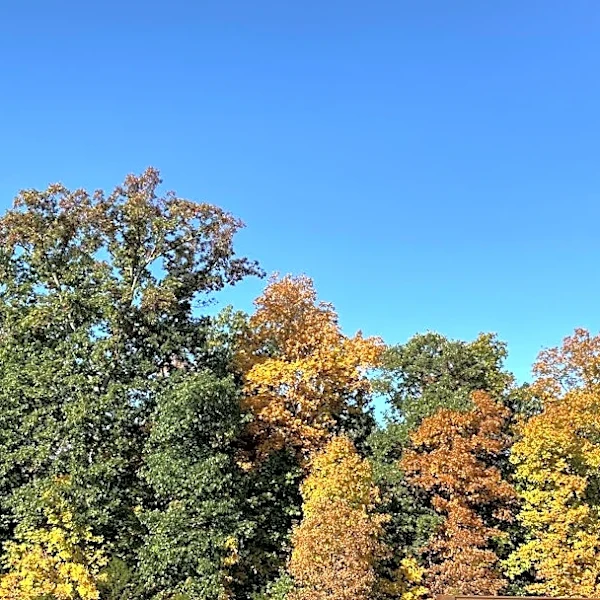 Understanding Fall Foliage: How and When Leaves Change Color