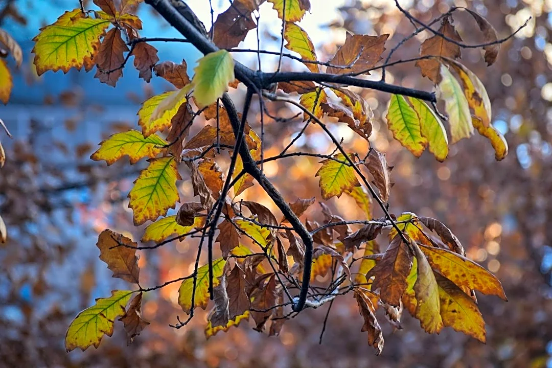 Cold Snap to Bring Frost Across Northeast This Weekend
