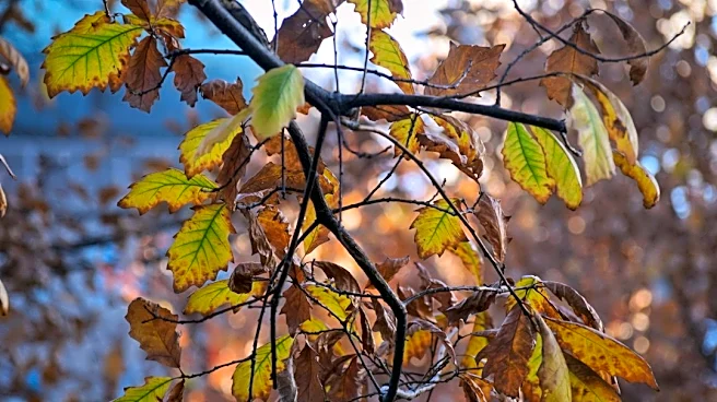 Cold Snap to Bring Frost Across Northeast This Weekend