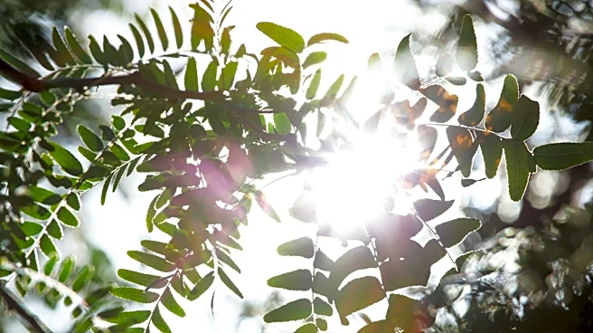 High Winds and Heat Advisory for San Diego County