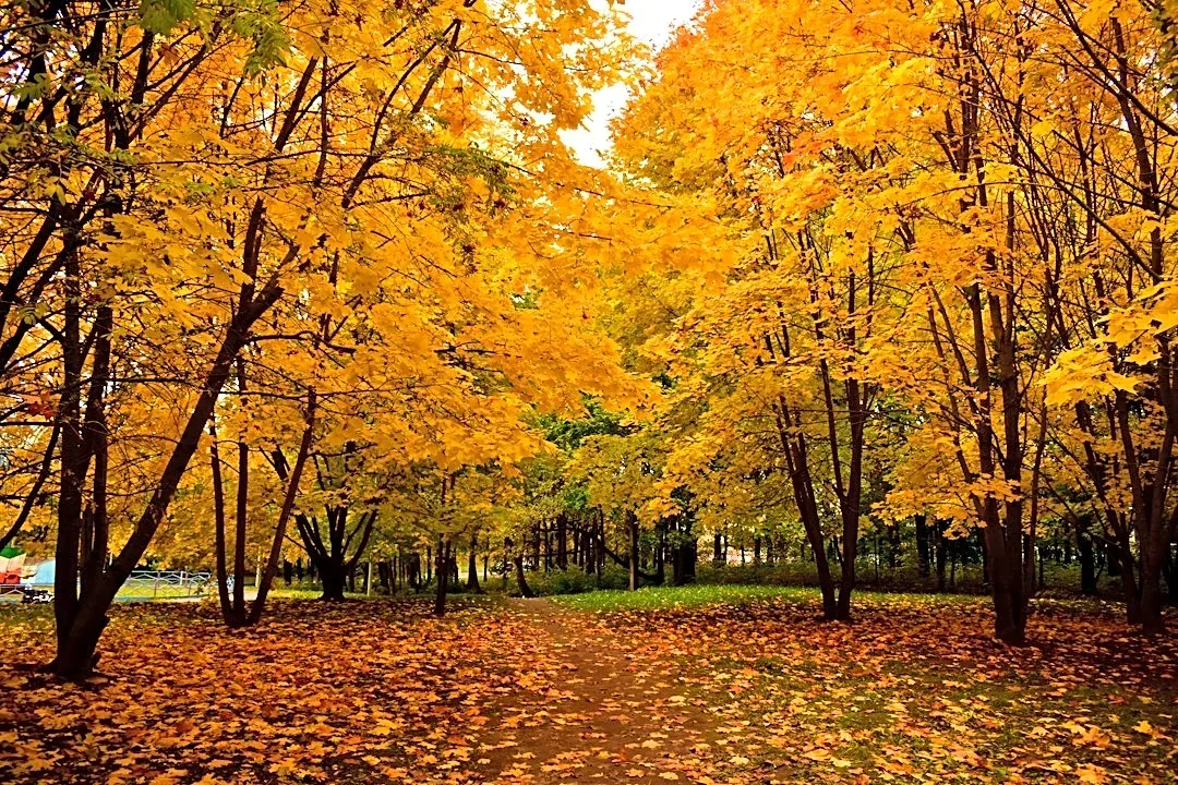 How to Manage Fall Allergies Effectively
