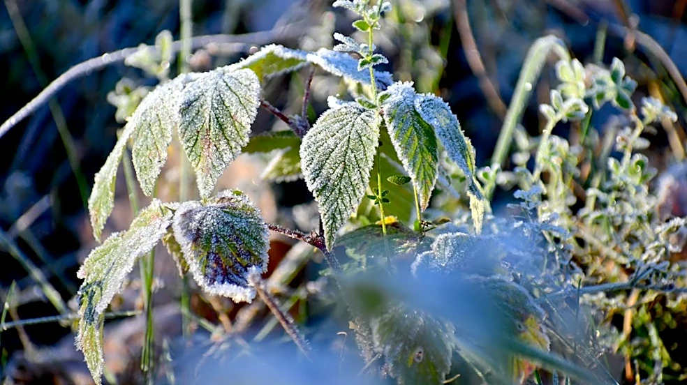 Minnesota Faces Frost Advisory After Blustery Friday