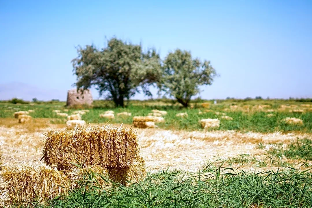 Drought, Pests, and Fuel Costs Devastate U.S. Hay Production