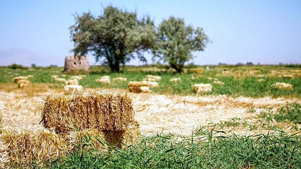 Drought, Pests, and Fuel Costs Devastate U.S. Hay Production