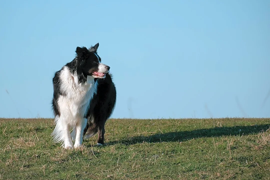 How to Protect Your Dog’s Skin During Midwest Seasonal Changes