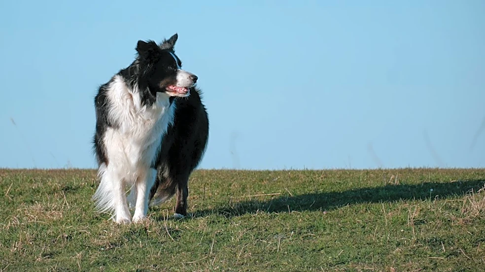 How to Protect Your Dog’s Skin During Midwest Seasonal Changes