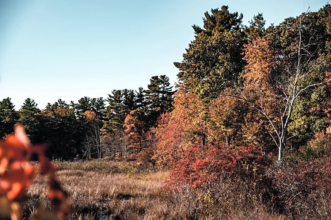 New England Tops 2026 Fall Foliage Forecast