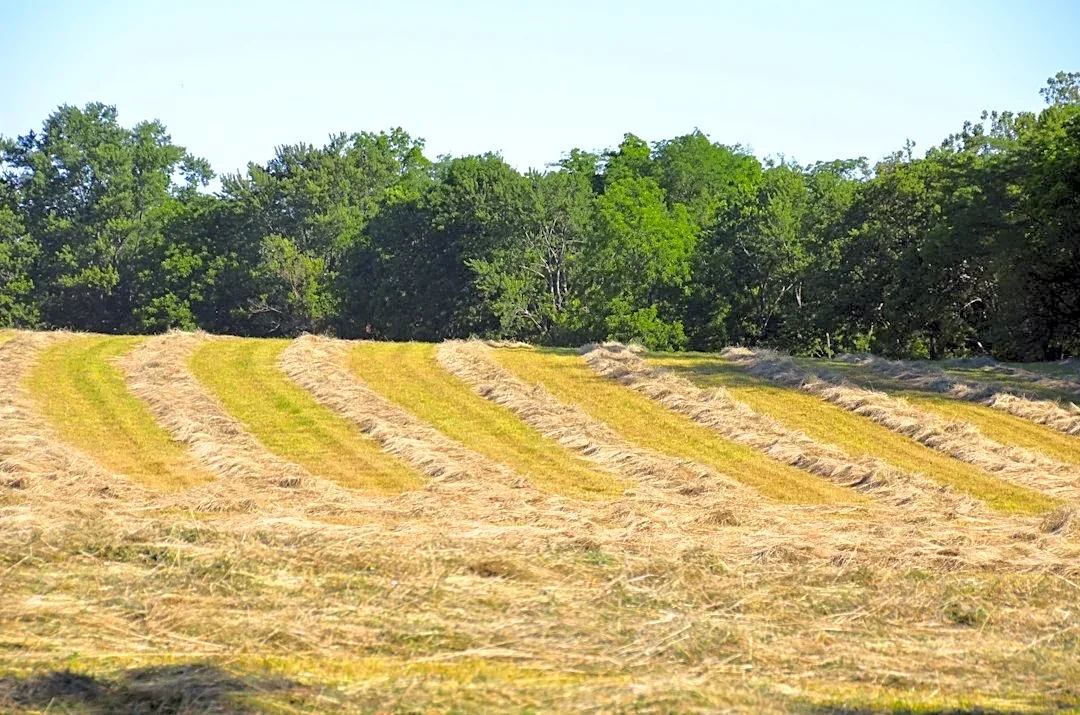 Hay Growers Struggle Amid Drought and Rising Costs