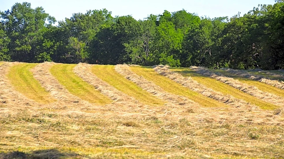 Hay Growers Struggle Amid Drought and Rising Costs
