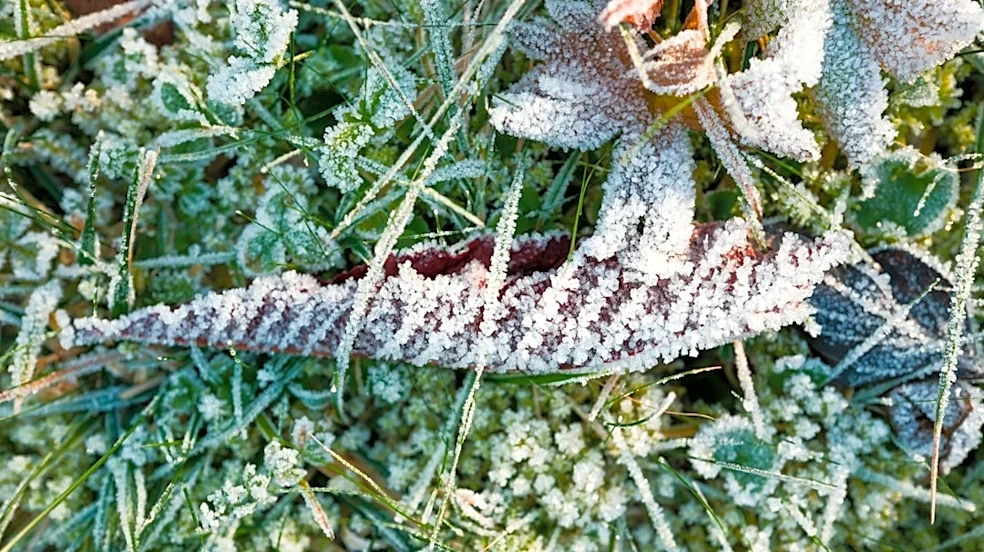 Freeze Warning in Effect for Virginia and Surrounding Areas