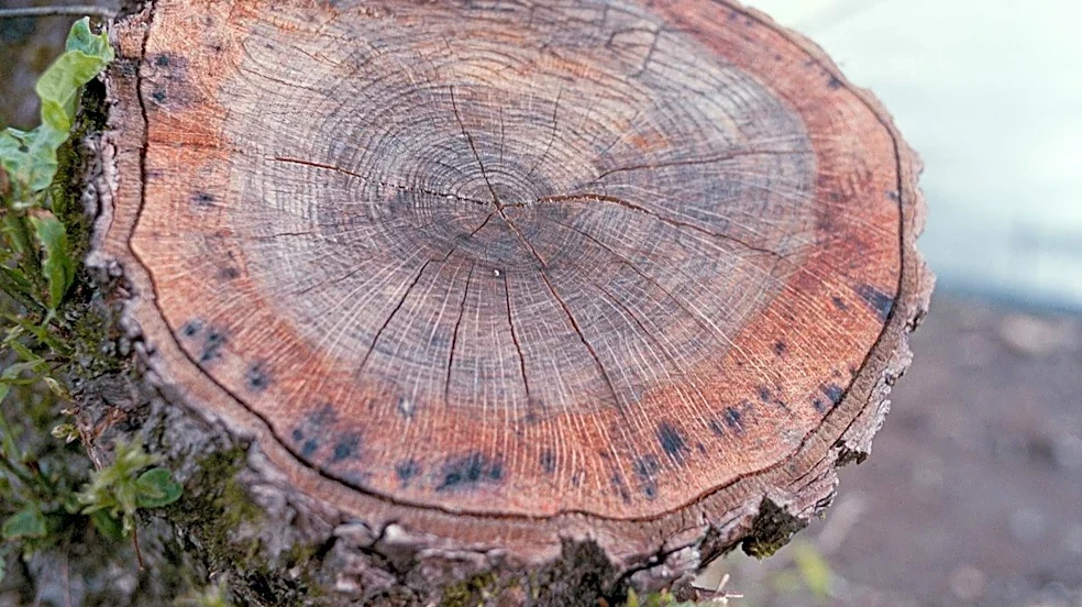 Historical Fire Scars in Alabama and Pennsylvania Reveal Indigenous Land Management Practices