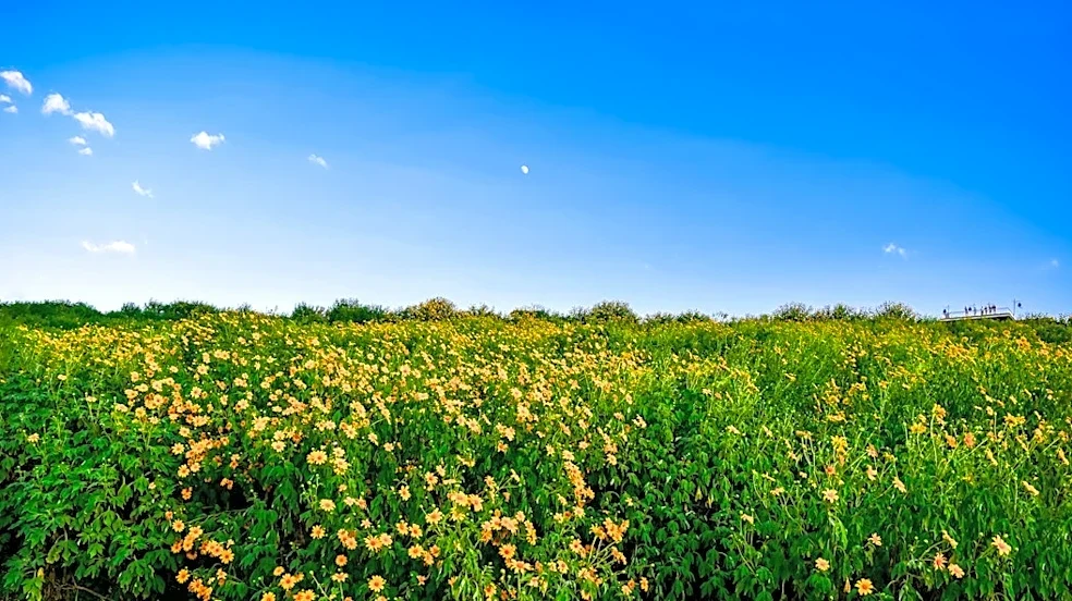 Understanding Pollen Levels and Allergy Management