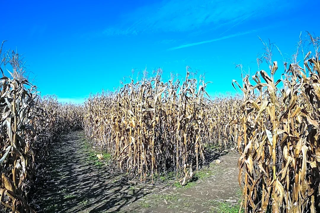 How Weather Impacts Your Visit to Adirondack Corn Mazes