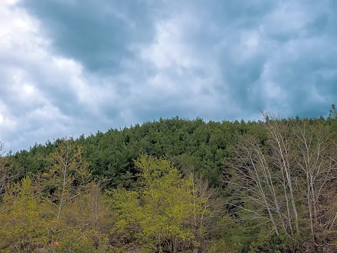 Couple Survives Lightning Strike in Wisconsin Forest