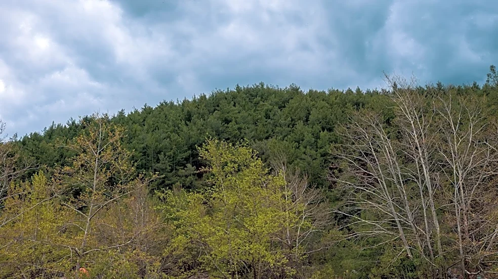 Couple Survives Lightning Strike in Wisconsin Forest