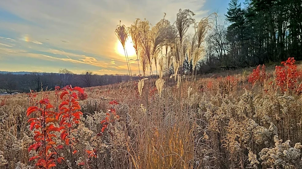 Freeze Warning Issued for South-Central Pennsylvania