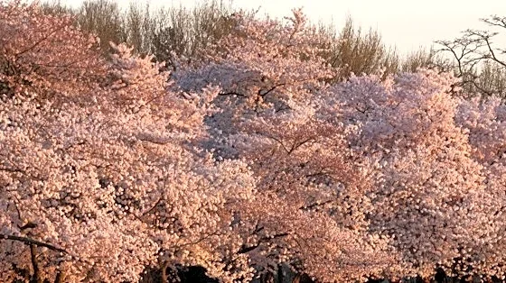 Frost and Freeze Alerts Begin in DC Area